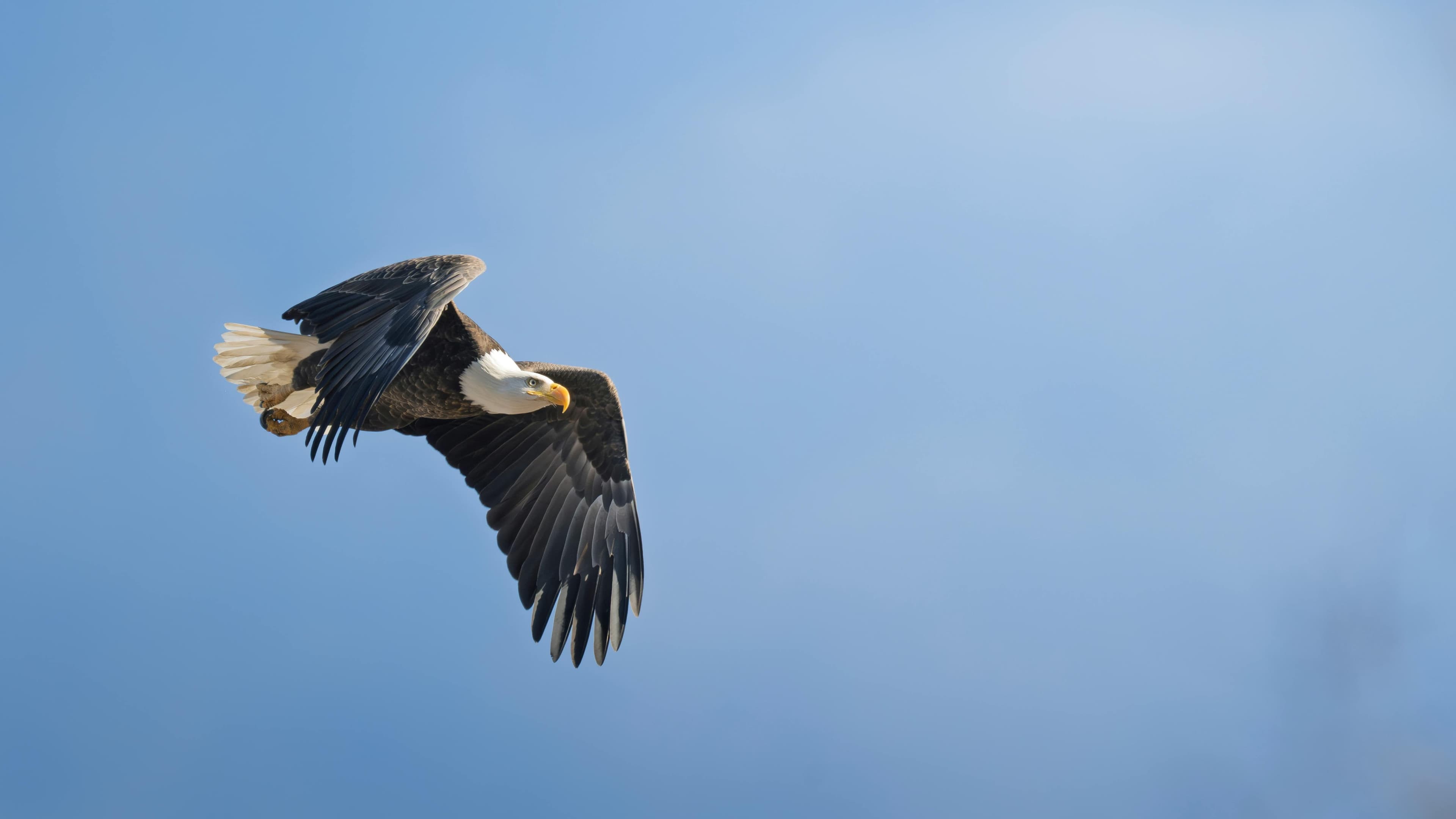 Eagle flying in the heights